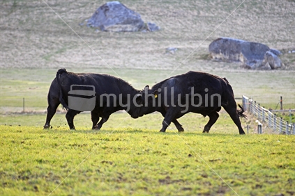 Two Angas bulls go head to head on a farm at Castle Hill, New Zealand