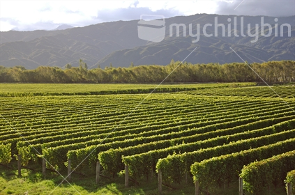 Well pruned vineyard in Marlborough