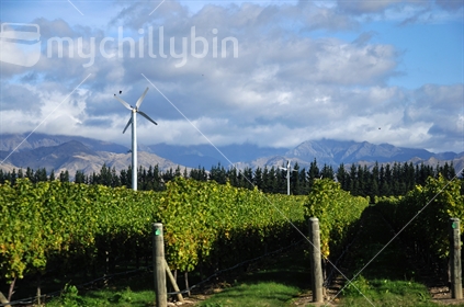 Well pruned vinyeard in Marlborough, with birds landing on the frost protection fans.  