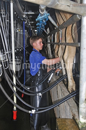 Farm cadet milking cows in a herringbone shed
