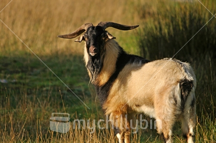 Old Billy goat, Westland