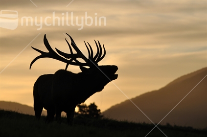 Red deer stag in silhouette, roaring at sunset, West Coast, South Island, New Zealand.