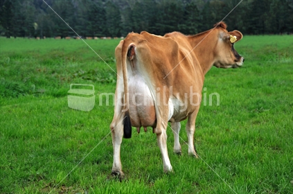 First-rate four-year-old Jersey cow, Canaan Man Irene, Breeding Worth: 222/53; Production Worth: 335/79; Lactation Worth: 450
