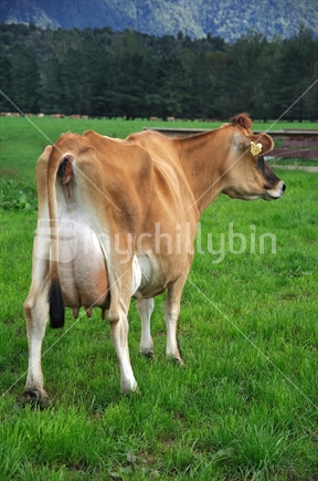 First-rate four-year-old Jersey cow, Canaan Man Irene. Breeding Worth: 222/53; Production Worth: 335/79; Lactation Worth: 450