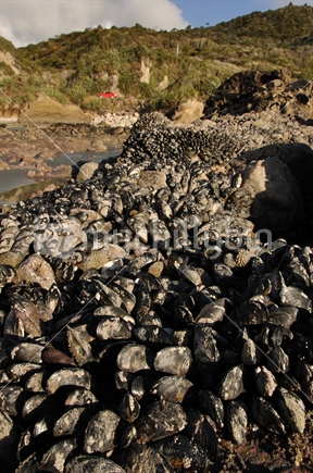 Mussels growing on rocks at West Coast beach during low tide