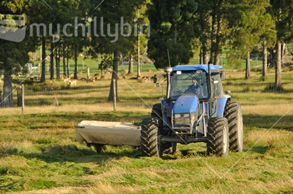 Tractor mowing pasture for silage, Westland