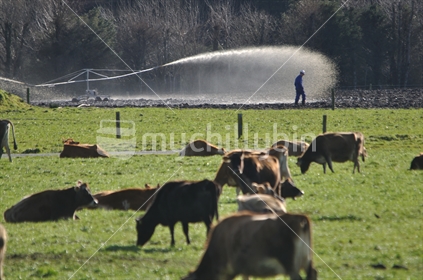 Farmer inspecting effluent spray on dairy farm, West Coast, New Zealand (distant focus).