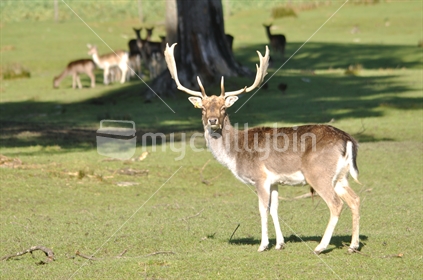 Fallow deer buck, Dama dama, in farm paddock, Westland, New Zealand.
