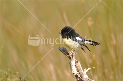 South Island Tomtit, Petroica macrocephala, against background of rushes in New Zealand. 