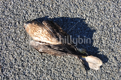 Harrier hawk dead on road after being hit by traffic