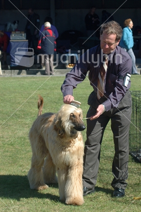 Man grooming Afghan hound at dog show in Greymouth, West Coast