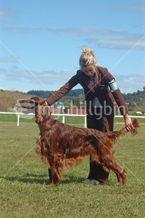 Young woman prepares her red setter for judging at a dog show in Greymouth, West Coast