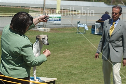 Judge considers the competition at a dog show in Greymouth, West Coast