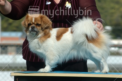 Owner grooming her dog  at a dog show in Greymouth, West Coast