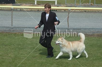 Woman running with her husky dog at a dog show in Greymouth, West Coast