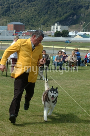 Man running with his husky dog at a dog show in Greymouth, West Coast