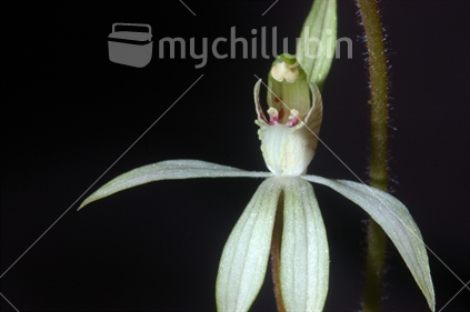 Caladenia carnea orchid, Westland, New Zealand