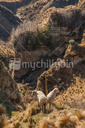 Mountain sheep on steep terrain.