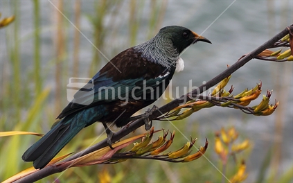 New Zealand Tui, on flowering flax branch. 