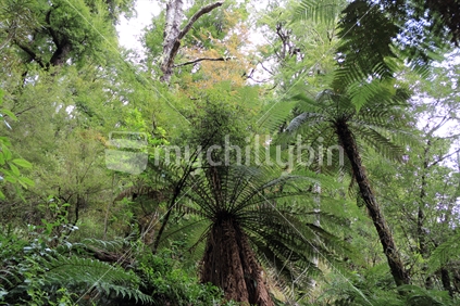 Ferns in the forest near the DOC Marauiti Hut, Lake Waikaremona, Urewera National Park, New Zealand.