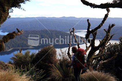 Woman tramping, stopped to enjoy the view from the elevated Panekiri Ridge, Lake Waikaremoana, Urewera National Park, New Zealand.