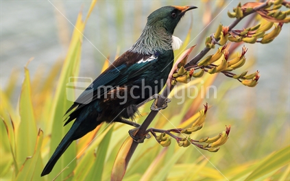 Native and endemic Tui, feasting on New Zealand flax pollen.