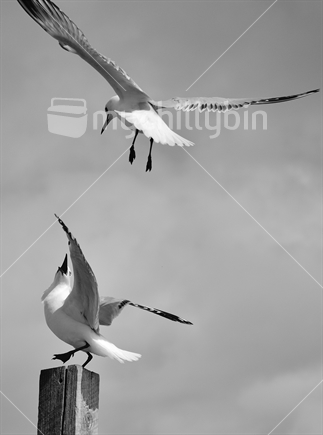 A pair of seagulls jostle for the the best position at the beach!