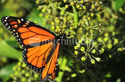 A Monarch Butterfly 