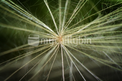 A closeup shot of a web like dandelion seed.