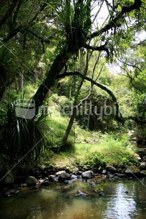 A beautiful, serene native bush setting, with river.