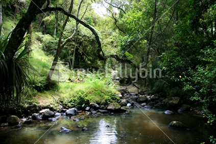 A beautiful, serene native New Zealand bush setting, with river.