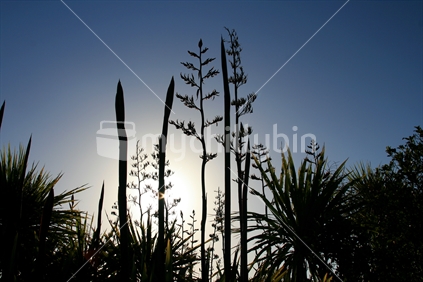New Zealand Flax bushes at sunset