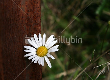 Nature versus man. A daisy fights it's way up through an abandoned urban environment.