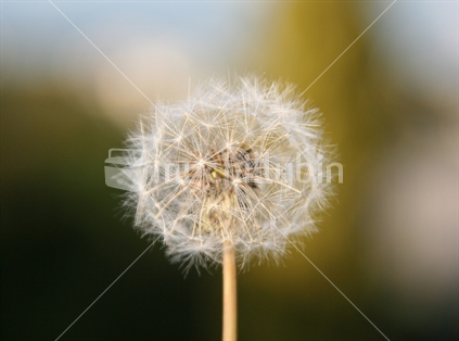 Dandelion seeds, waiting for a breath of wind.