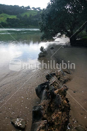 A fallen tree sitting in the sand at Wenderholm, Auckland, New Zealand 