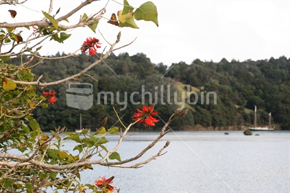 Flowering bush overlooks a sheltered new Zealand coastal harbour.