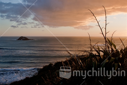 Warm light from a sunset glows on flowering flax and the incoming swell at Muriwai Beach.