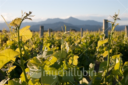 Closeup of a grape vine in soft evening light with mountains in the background, Marlborough, South Island. 