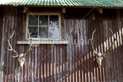 Two deer skulls with big antlers on the side of an old, rustic bushman's hut.