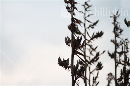 New Zealand flax against a soft, pastel, west coast sky (artistic treatment, some motion blur)