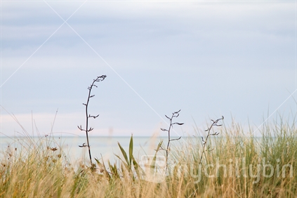 A blue pastel horizon backs beach grasses and flax flower stems. 