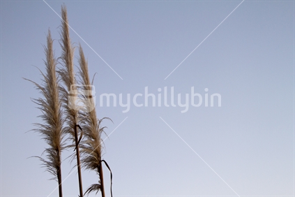 Flower stems of the toetoe with a clear blue sky