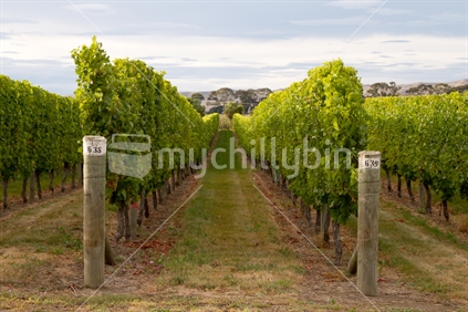 Neat rows of a vineyard