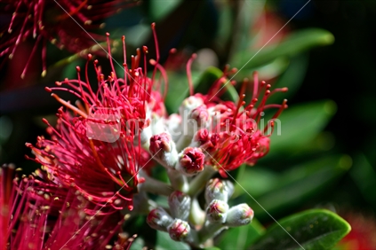 Unfurling Pohutukawa flower.