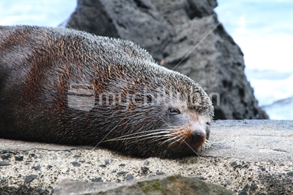 Milford Beach's resident Seal, Auckland, New Zealand.