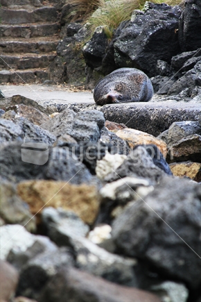 Milford Beach's resident Seal