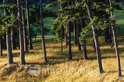 Evening light shines golden on pines meadow in rural farmland.