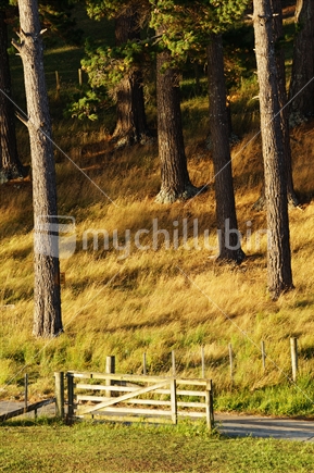 Evening light shines golden on pines and a gate in rural farmland.