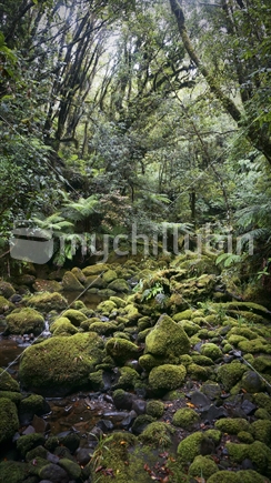 Moss covered rocks in a remote stream, Egmont National Park 