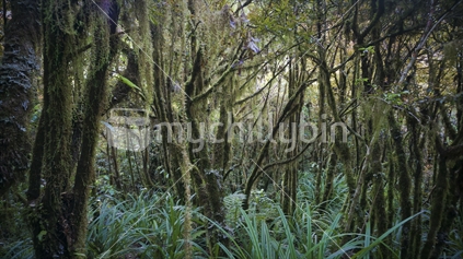 Moss covered trees, Taranaki National Park 